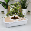 Odlingskit The Art of Bonsai
